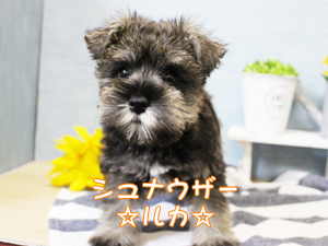新しい仲間が増えました！